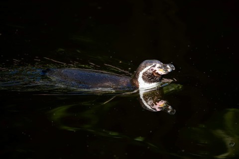 Humboldt penguin (Spheniscus humboldti) swimming in the water, captive, Germany