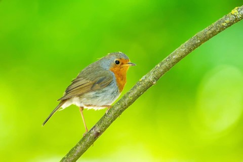 European robin (Erithacus rubecula) sitting on a branch, Bavaria, Germany