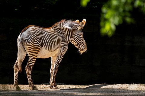 Grévy's zebra (Equus grevyi) standing on the ground, Germany