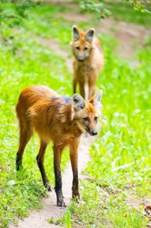 Maned wolf (Chrysocyon brachyurus) walking around, Germany