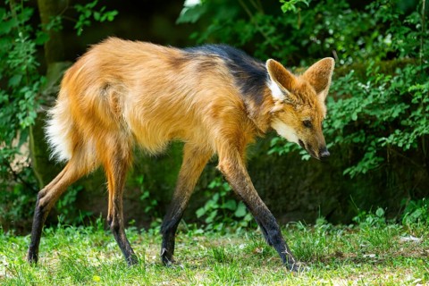 Maned wolf (Chrysocyon brachyurus) walking around, Germany