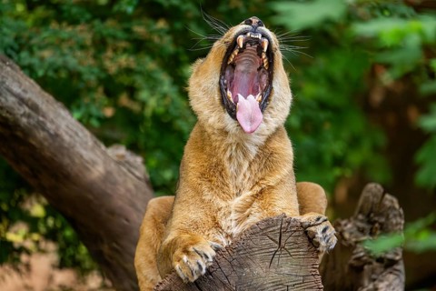 Asiatic lion (Panthera leo persica) female lying on a tree trunk, yawing, portrait, captive,