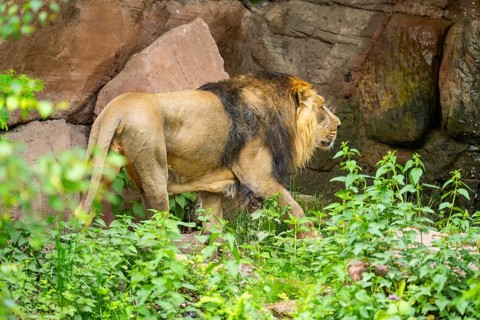 Asiatic lion (Panthera leo persica) male walking around on the ground, captive, Germany