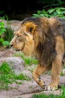 Asiatic lion (Panthera leo persica) male walking around on the ground, captive, Germany