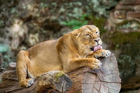 Asiatic lion (Panthera leo persica) female lying on a tree trunk, captive, Germany