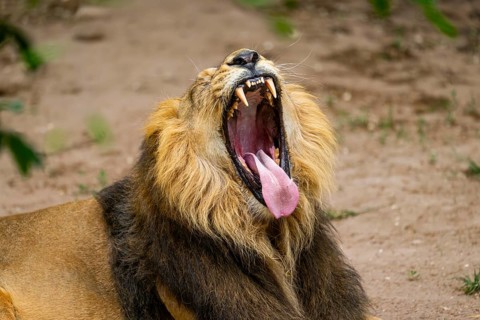 Asiatic lion (Panthera leo persica) yawing, male, portrait, captive, Germany