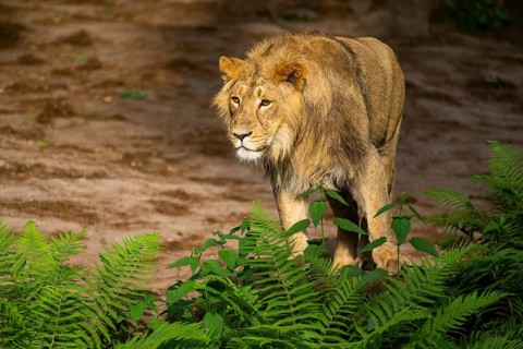 Asiatic lion (Panthera leo persica) male youngster (one year old)walking around on the ground,