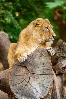 Asiatic lion (Panthera leo persica) female lying on a tree trunk, captive, Germany