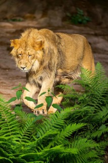 Asiatic lion (Panthera leo persica) male youngster (one year old) walking around on the ground,