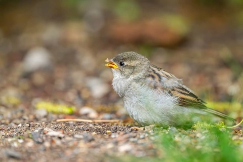 House sparrow (Passer domesticus) youngster sitting on the ground, Bavaria, Germany