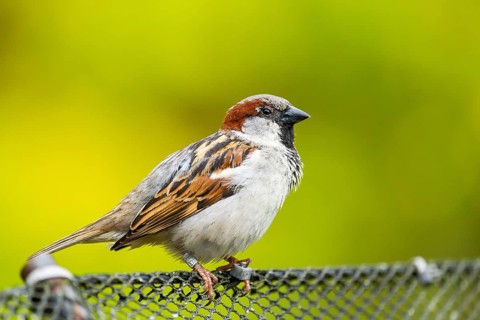 House sparrow (Passer domesticus) sitting on a fence, Bavaria, Germany