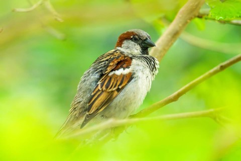 House sparrow (Passer domesticus) sitting on a branch, Bavaria, Germany