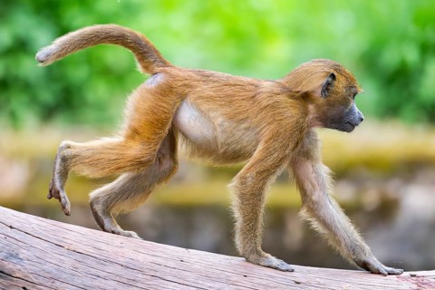 Guinea baboons (Papio papio) youngster, running, monkeys, captive, Germany