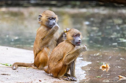 Guinea baboons (Papio papio) youngsters on the ground on the edge of a little lake, monkeys,