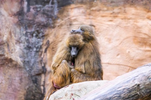 Guinea baboons (Papio papio) sitting in a group and cuddeling each other, captive, Germany