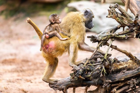 Guinea baboon (Papio papio) mother with her youngster walking, monkey, captive, Germany