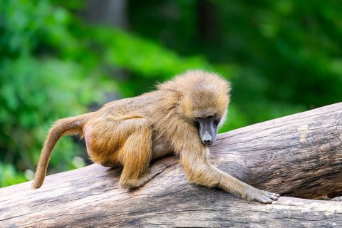 Guinea baboon (Papio papio) on a tree trunk, monkey, captive, Germany
