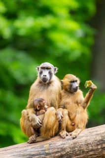 Guinea baboons (Papio papio) sitting in a group, mother with her youngster, and cuddeling each