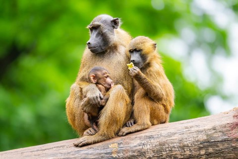 Guinea baboons (Papio papio) sitting in a group, mother with her youngster, and cuddeling each