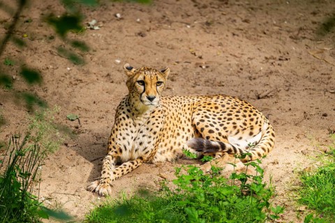 Cheetah (Acinonyx jubatus) lying on the ground, Germany