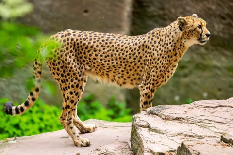 Cheetah (Acinonyx jubatus) standing on the ground, Germany