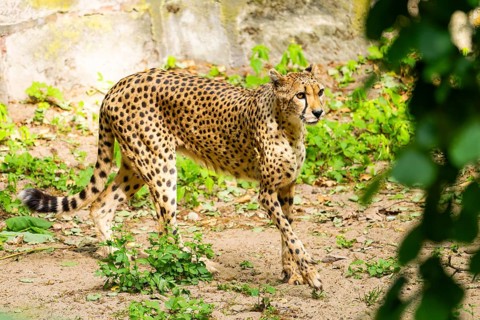 Cheetah (Acinonyx jubatus) walking around on the ground, Germany