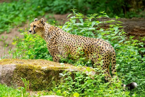 Cheetah (Acinonyx jubatus) standing on the ground, Germany