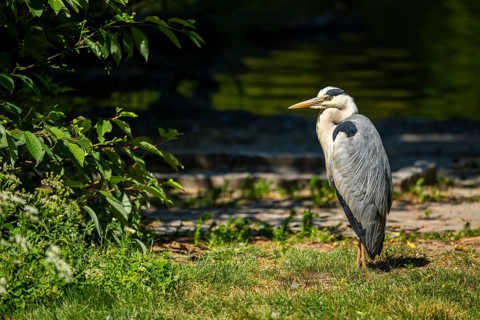 Grey heron (Ardea cinerea) standing on the grass at the shore of a lake, wildlife, Bavaria, Germany