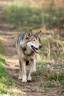 Eurasian wolf (Canis lupus lupus) standing in a forest, Bavaria, Germany