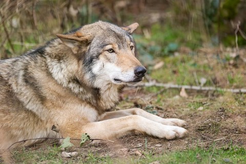 Eurasian wolf (Canis lupus lupus) lying in a forest, Bavaria, Germany