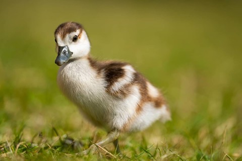Egyptian goose (Alopochen aegyptiaca) cute chick on a meadow at the shore of a lake, Bavaria,
