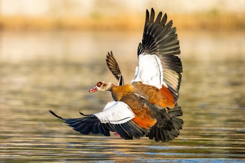 Egyptian goose (Alopochen aegyptiaca) aggressively attacking other seabirds on a lake, invasive