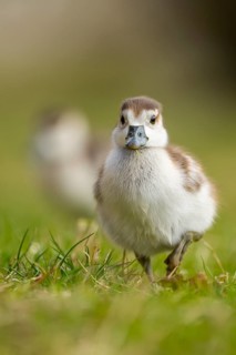 Egyptian goose (Alopochen aegyptiaca) cute chicks on a meadow at the shore of a lake, Bavaria,