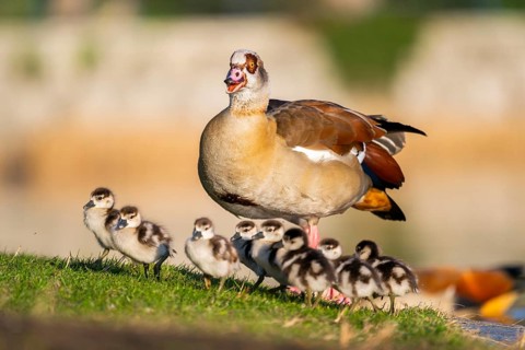 Egyptian goose (Alopochen aegyptiaca) mother with her chicks on a meadow at the shore of a lake,