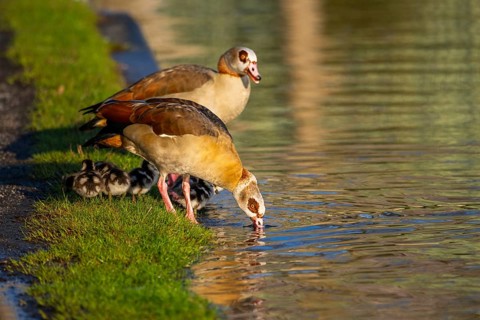 Egyptian goose (Alopochen aegyptiaca) mother with her chicks on a meadow at the shore of a lake,