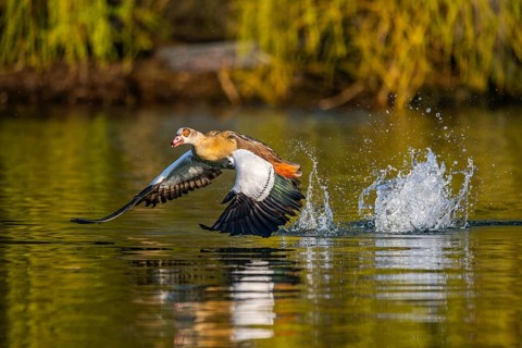 Flying Egyptian goose (Alopochen aegyptiaca) starting from a lake, invasive species, Bavaria,
