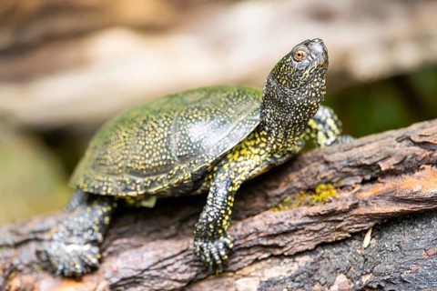 European pond turtle (Emys orbicularis) on a rock, Bavaria, Germany