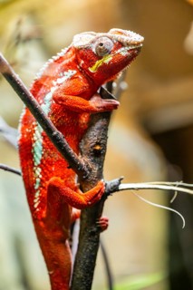 Red Panther chameleon (Furcifer pardalis) in a bush, captive, Bavaria, Germany