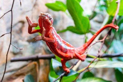 Red Panther chameleon (Furcifer pardalis) in a bush, captive, Bavaria, Germany