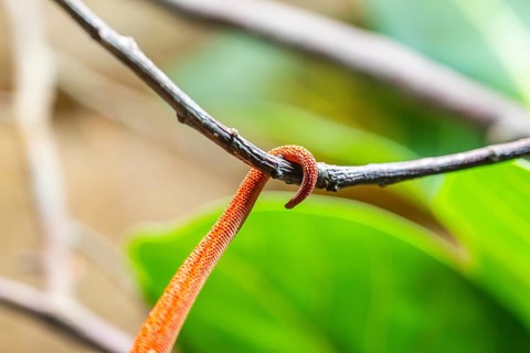 Red Panther chameleon (Furcifer pardalis), tail, detail, skin, captive, Bavaria, Germany