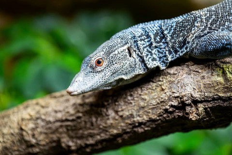 Blue-spotted tree monitor (Varanus macraei) on a branch, portrait, captive, Germany