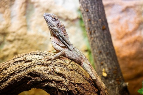Close-up of a frill-necked lizard (Chlamydosaurus kingii) on a tree