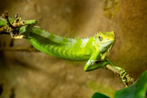 Fiji banded iguana (Brachylophus fasciatus) on a branch, captive, Germany
