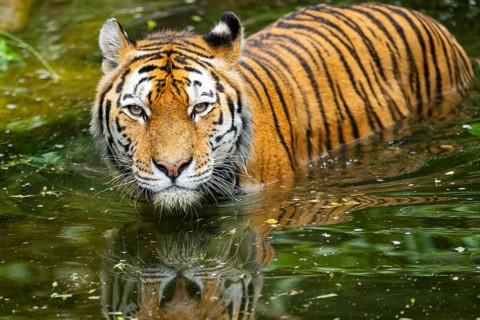 Siberian tiger (Panthera tigris tigris) swimming in a lake, captive, Germany