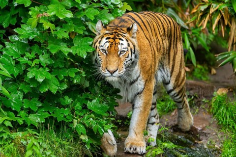 Siberian tiger (Panthera tigris tigris) walking through bushes on a rainy day, captive, Germany