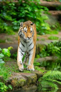 Siberian tiger (Panthera tigris tigris) walking through bushes on a rainy day, captive, Germany