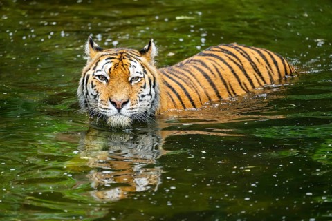 Siberian tiger (Panthera tigris tigris) swimming in a lake, captive, Germany