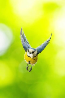 Eurasian blue tit (Cyanistes caeruleus) flying, Bavaria, Germany, Europe: