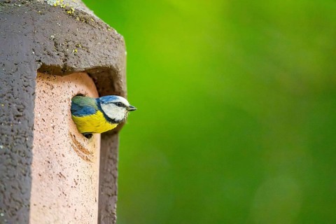 Eurasian blue tit (Cyanistes caeruleus) coming out of a bird house, Bavaria, Germany