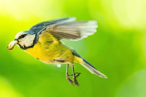 Eurasian blue tit (Cyanistes caeruleus) flying, Bavaria, Germany, Europe: